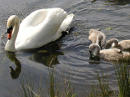 Photo d'un cygne et de ses petits.